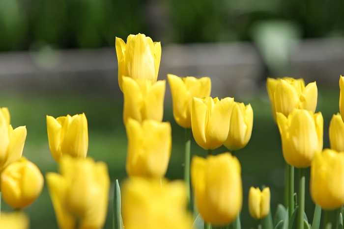 Tulipes_a_Morges_2008-018_2