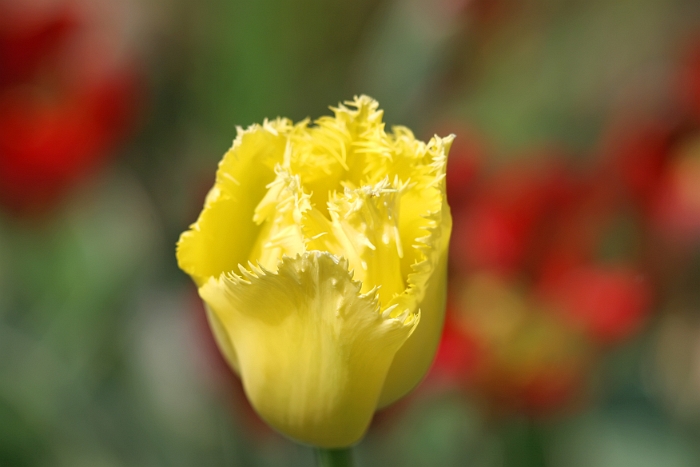 Tulipes_a_Morges_2008-044_2